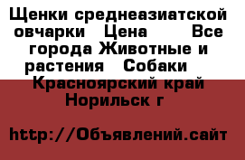 Щенки среднеазиатской овчарки › Цена ­ 1 - Все города Животные и растения » Собаки   . Красноярский край,Норильск г.